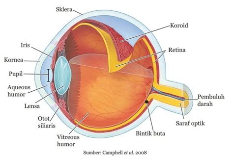 Bagian Bagian Dari Mata Dan Fungsinya Dendrit - IMAGESEE