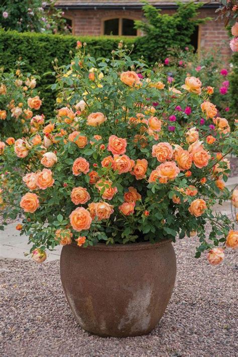 Roses in pots can bring character and interest to the garden when ...