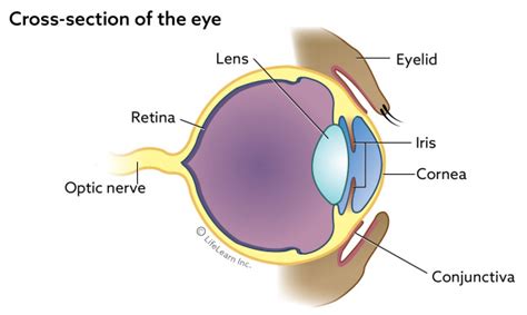 Cataracts in Cats | VCA Animal Hospital | VCA Animal Hospitals