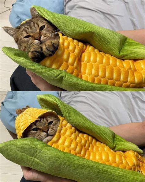 corn cat Memes - Imgflip