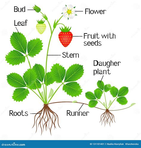 An Illustration Showing Parts of a Strawberry Plant. Stock Vector - Illustration of leaves ...