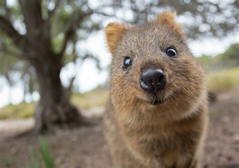 Quokkas: The Happiest Animals in the World · English reading exercise (intermediate level) | bitgab