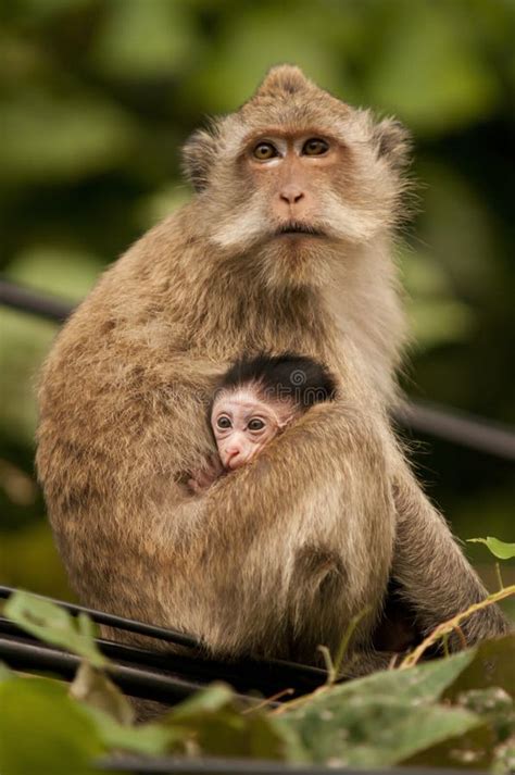 Mother monkey with baby stock image. Image of land, jungle - 18534379