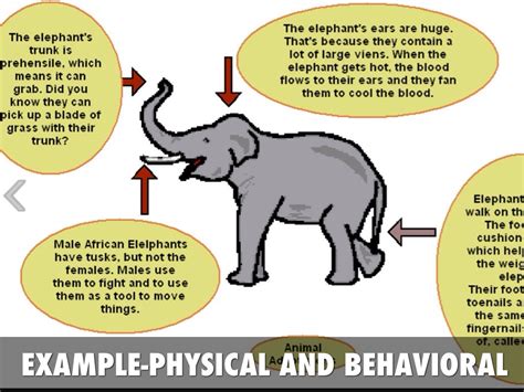 Animal Adaptations by Rachael Smith