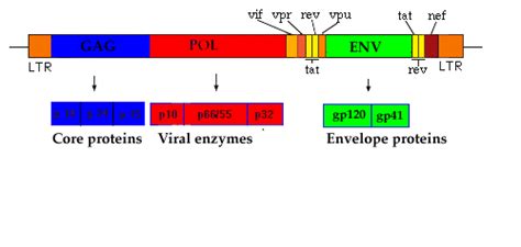 Lentiviral Vector | Gene Therapy Review