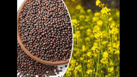 Mustard seeds from plant | Mustard Seeds | Mixed farming | Organic ...