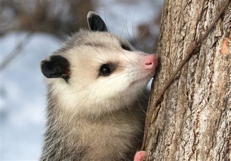 Virginia Opossum, a yard's ideal visitor - Welcome Wildlife