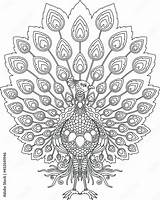 peacock mandala Design For coloring Page Print Stock Vector  Adobe sketch template