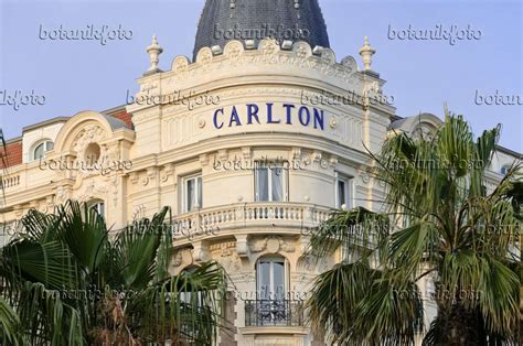 Image Carlton Hotel, Cannes, France - 569019 - Images of Plants and Gardens - botanikfoto