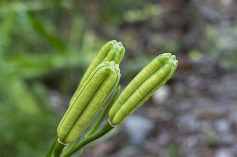 Plant Green Pod - Free photo on Pixabay - Pixabay