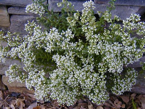 Sedum album flower - Emory Knoll Farms Emory Knoll Farms