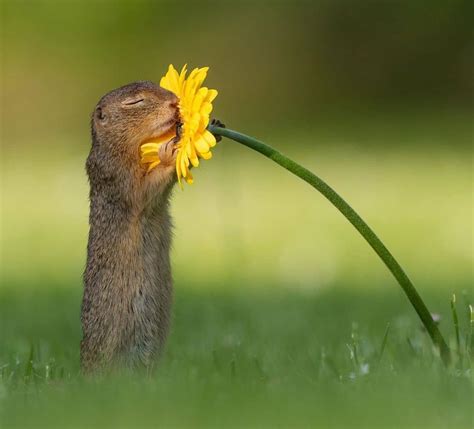 Photographer Captures Adorable Moment Squirrel Takes in Sweet Smell of Flower - Hue Redner