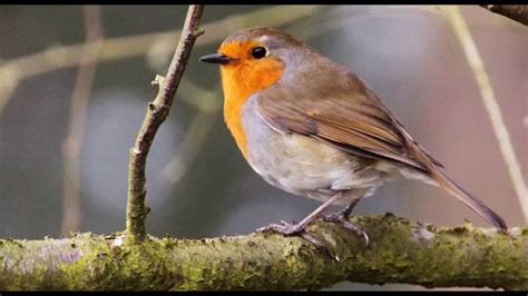 4 Hours of Birdsong - Robin Bird Song - Nature Sounds - YouTube