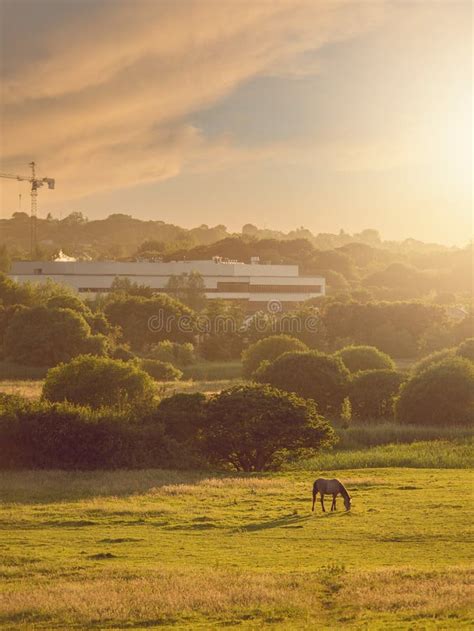 Horse at a Field at Sunset, Soft,, Warm Color, Selective Focus. Sun Rays and Flare. Peaceful ...