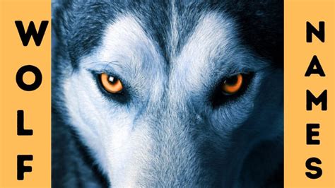 140+ Wolf Names for Dogs