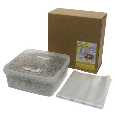 🍄 Golden Teacher Magic Mushroom Grow Kit (2100cc) - Smartific.com