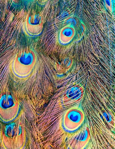 Indian Male Peacock Feathers in Closeup Stock Image - Image of blue, indian: 178873581