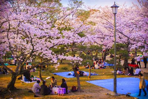 Six Things You Need for a Korean Picnic |Seoul Searching