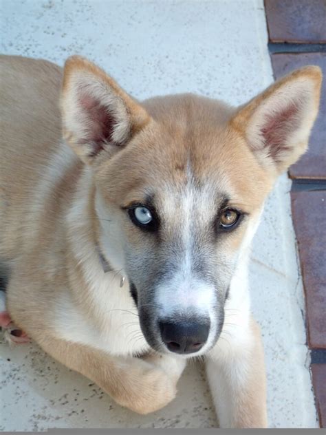 Husky Shepherd Mix Dog - a blend of two great breeds