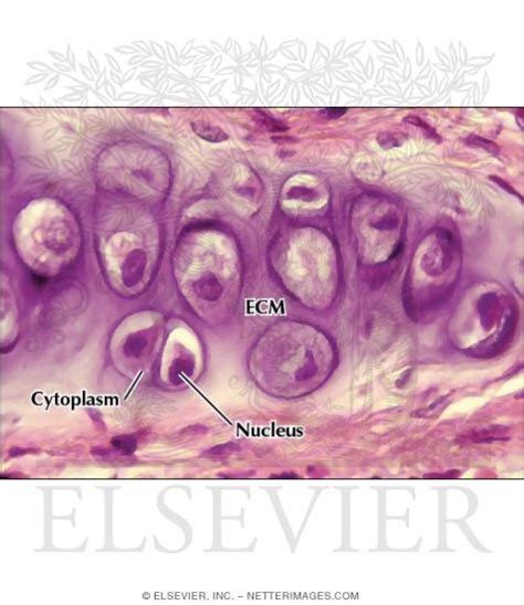 Light Micrograph of Chondrocytes In Hyaline Cartilage