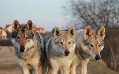 Meet The Wheel of Time Wolves - Wheel of Time TV Series News