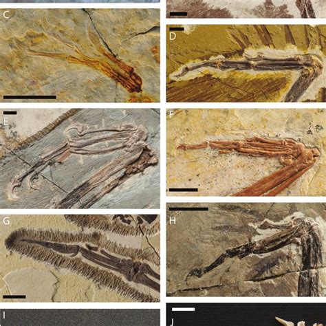 Representative example of several maniraptorans hands, both fossil ...