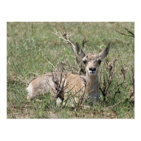 A0007 Baby Pronghorn Antelope Postcards | Zazzle