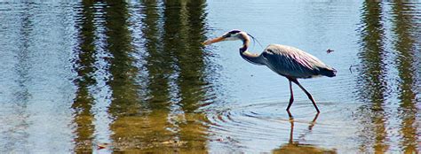 Great Blue Heron Hunting Photograph by Gary Baker - Fine Art America