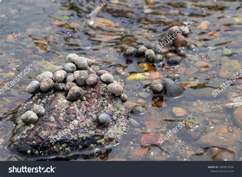 Periwinkle Snail: Over 693 Royalty-Free Licensable Stock Photos | Shutterstock