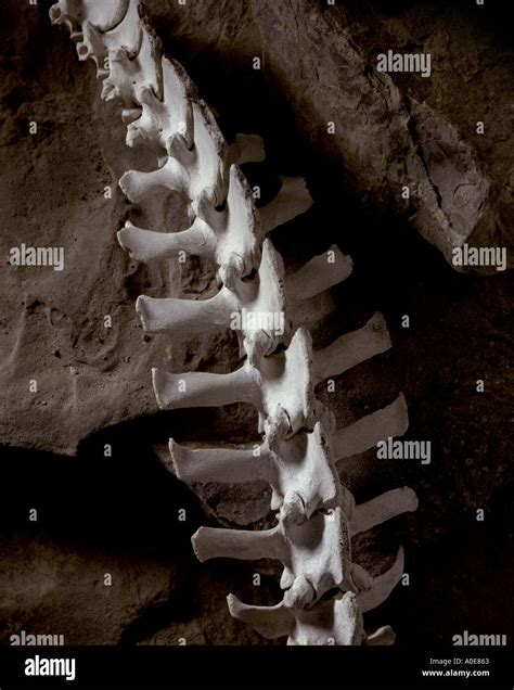 Animal Vertebrae Identification