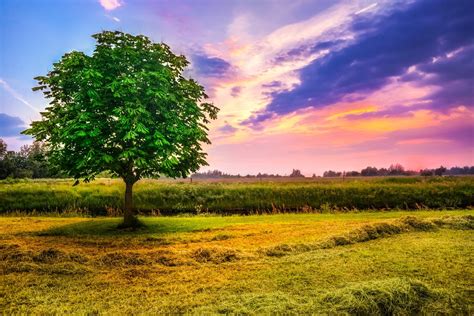 Chestnut Tree in a paddock HD Wallpaper | Achtergrond | 2000x1338 | ID ...