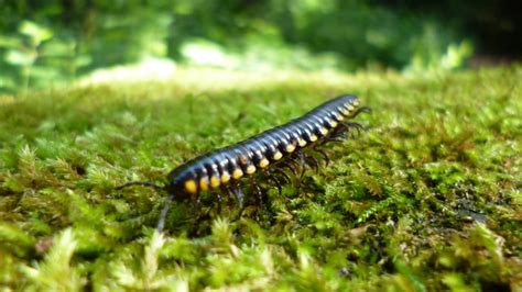 How to get rid of millipedes? - x-pest