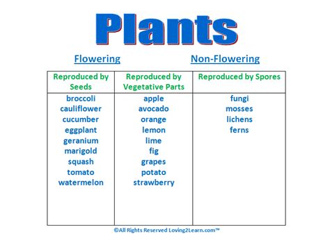 Super Subjects - Super Science - Life Science - Seeds Plants and Trees - Plant Classification