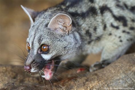 Interesting facts about genets – Just Fun Facts