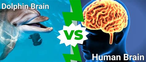 Dolphin Brain vs Human Brain: What Are the Differences? - IMP WORLD