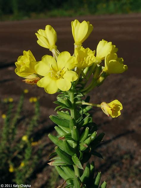 Oenothera biennis (Common Evening Primrose): Minnesota Wildflowers