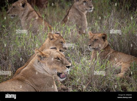 Lion family in Kenya, savanna. Big lioness, lion mom with children in a meadow, wildlife on ...