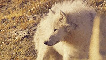 White Wolf GIF - Find & Share on GIPHY