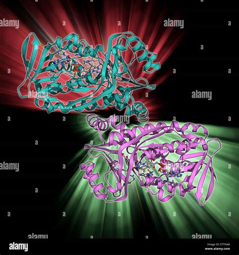 Para-hidroxibenzoato hidroxilasa, modelo molecular. Esta enzima flavoprotein está implicado en ...