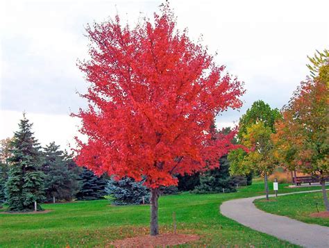 Acer tataricum ginnala – Amur maple, Amur Flame Acer – Quinta dos Ouriques