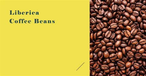 Ultimate Guide to Liberica Coffee Beans: Origin, Taste, and Health Benefits