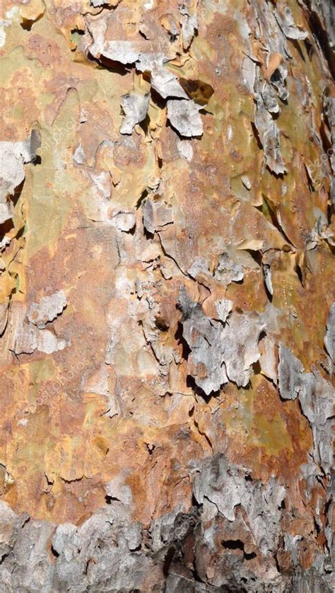 Close View Some Bark Peeling Tree - Stock Photo , #AFF, #Bark, #View, # ...