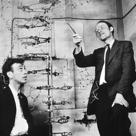 Discovery Of Dna Structure