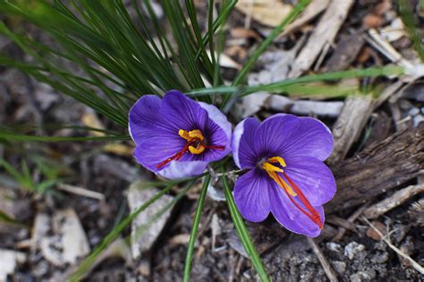 Saffron Crocus Flower Seeds | Best Flower Site