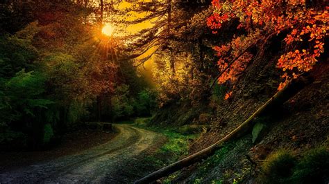 Path Between Colorful Autumn Trees In Forest With Sunrays 4K HD Nature Wallpapers | HD ...