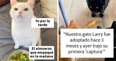 25 Fotos y memes que captan perfectamente cómo es vivir con gatos | Panda Curioso