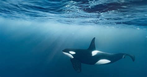 Baby Orca Underwater