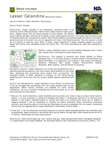 Lesser Celandine | PDF | Plants | Horticulture And Gardening