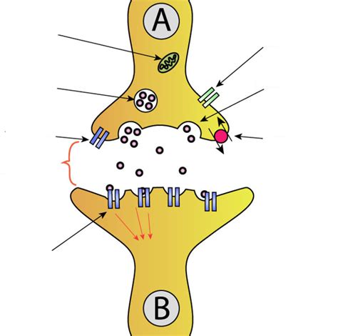 Synapses Diagram | Quizlet