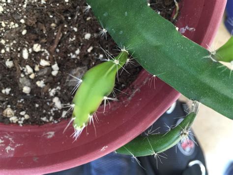 Propagating Night Blooming Cereus: How To Take Night Blooming Cereus ...